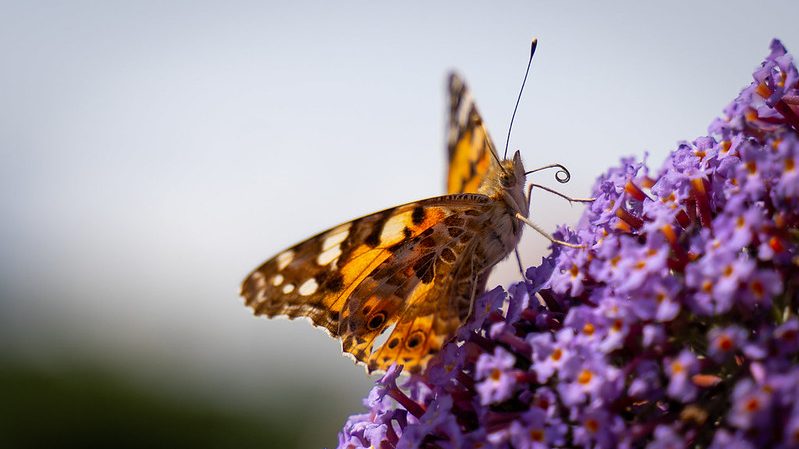 Painted Lady